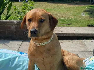 Mixed Breed dogs Cavador - Advert 7