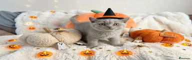 British Shorthair Kitten 2