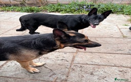 German Shepherd dogs for sale: Beautiful Black German Shepherd Puppies - Image 21