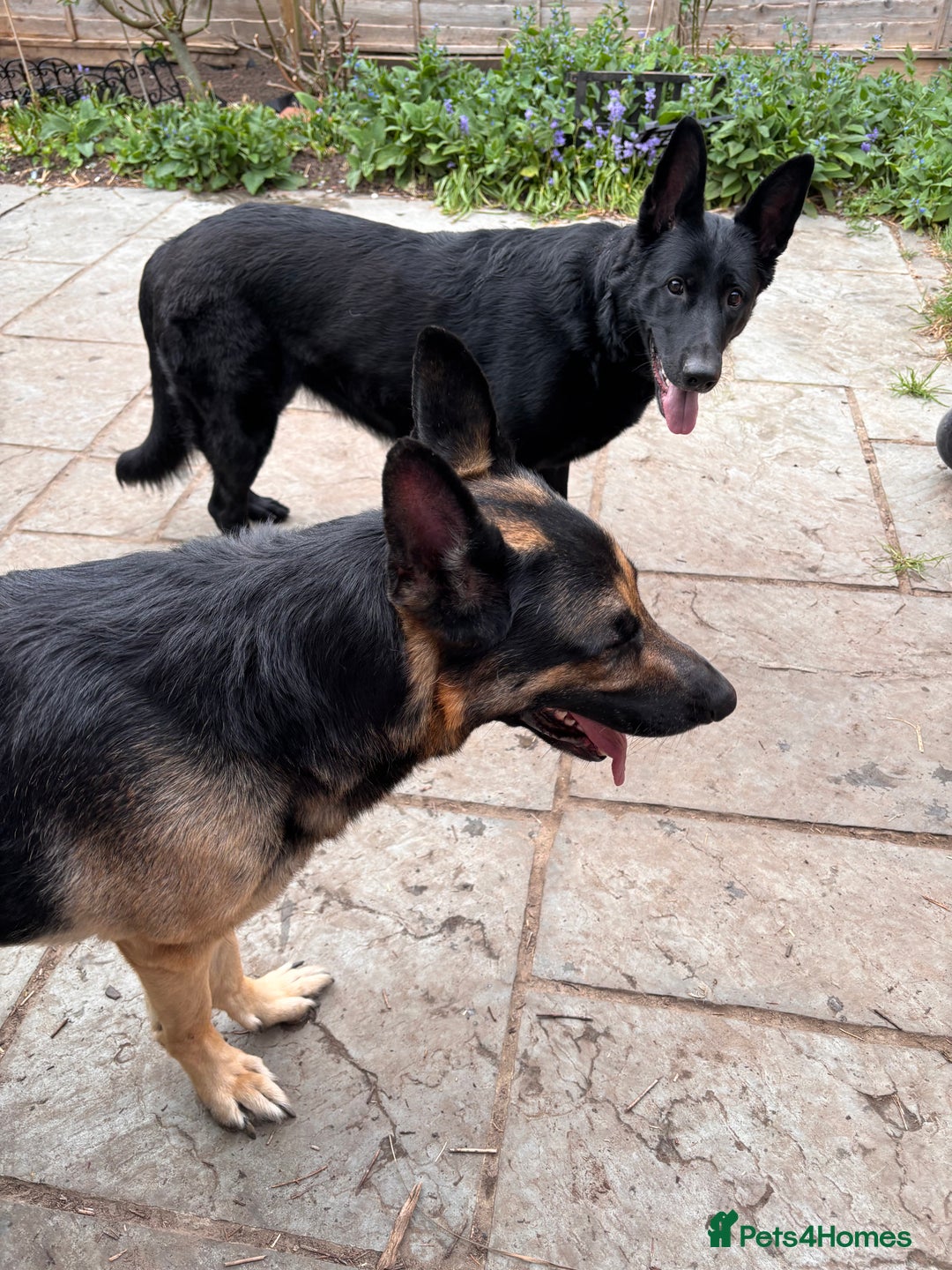 German Shepherd dogs for sale: Beautiful Black German Shepherd Puppies - Image 21