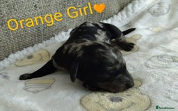 Cockapoo dogs for sale: Stunning Unique Cockapoo Puppies - Image 19