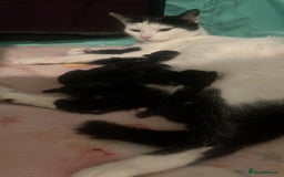 Mixed Breed cats for sale: SUPER CUTE KITTENS FOR SALE - Image 4
