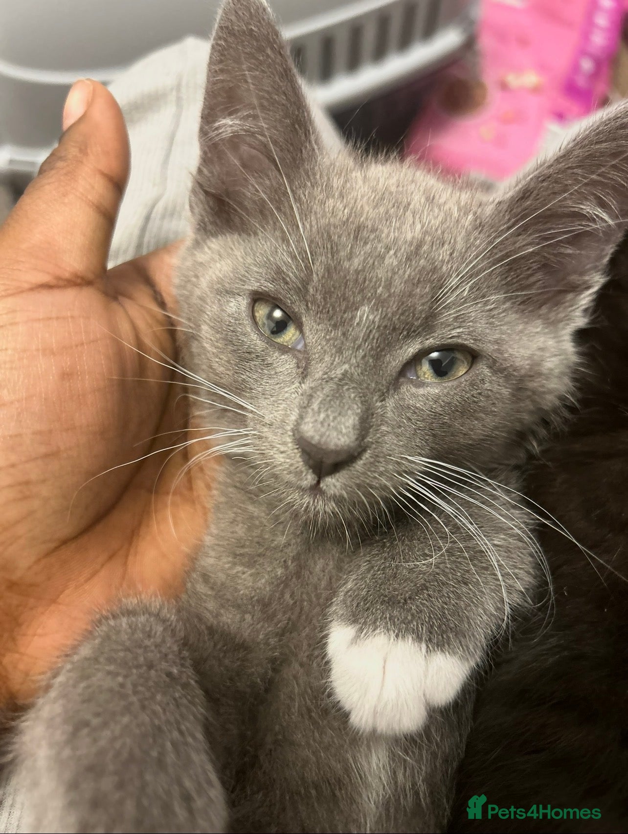 Domestic Shorthair cats Grey kitten  - Advert 16