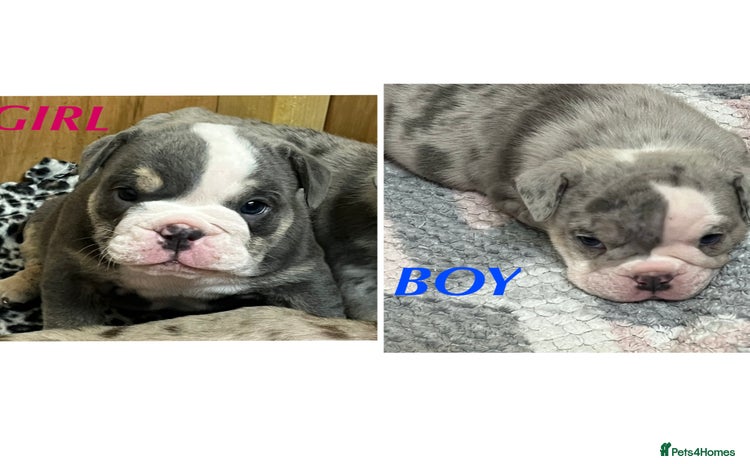 English Bulldog dogs - Advert 12