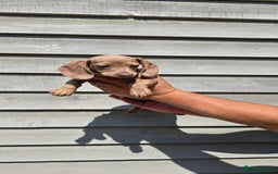 Dachshund dogs for sale: Miniature dachshund puppies  in Newmarket - Image 5