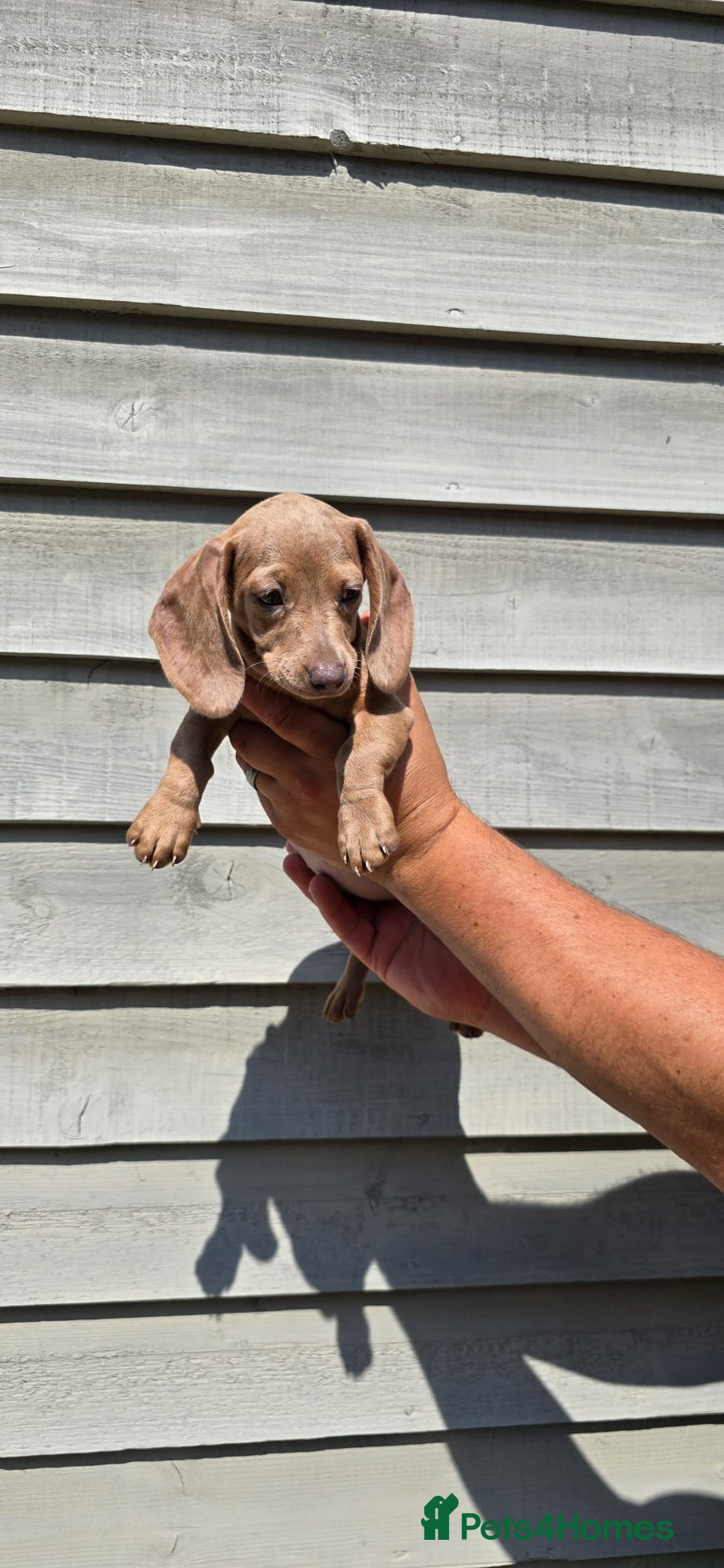 Dachshund dogs for sale: Miniature dachshund puppies  in Newmarket - Image 5