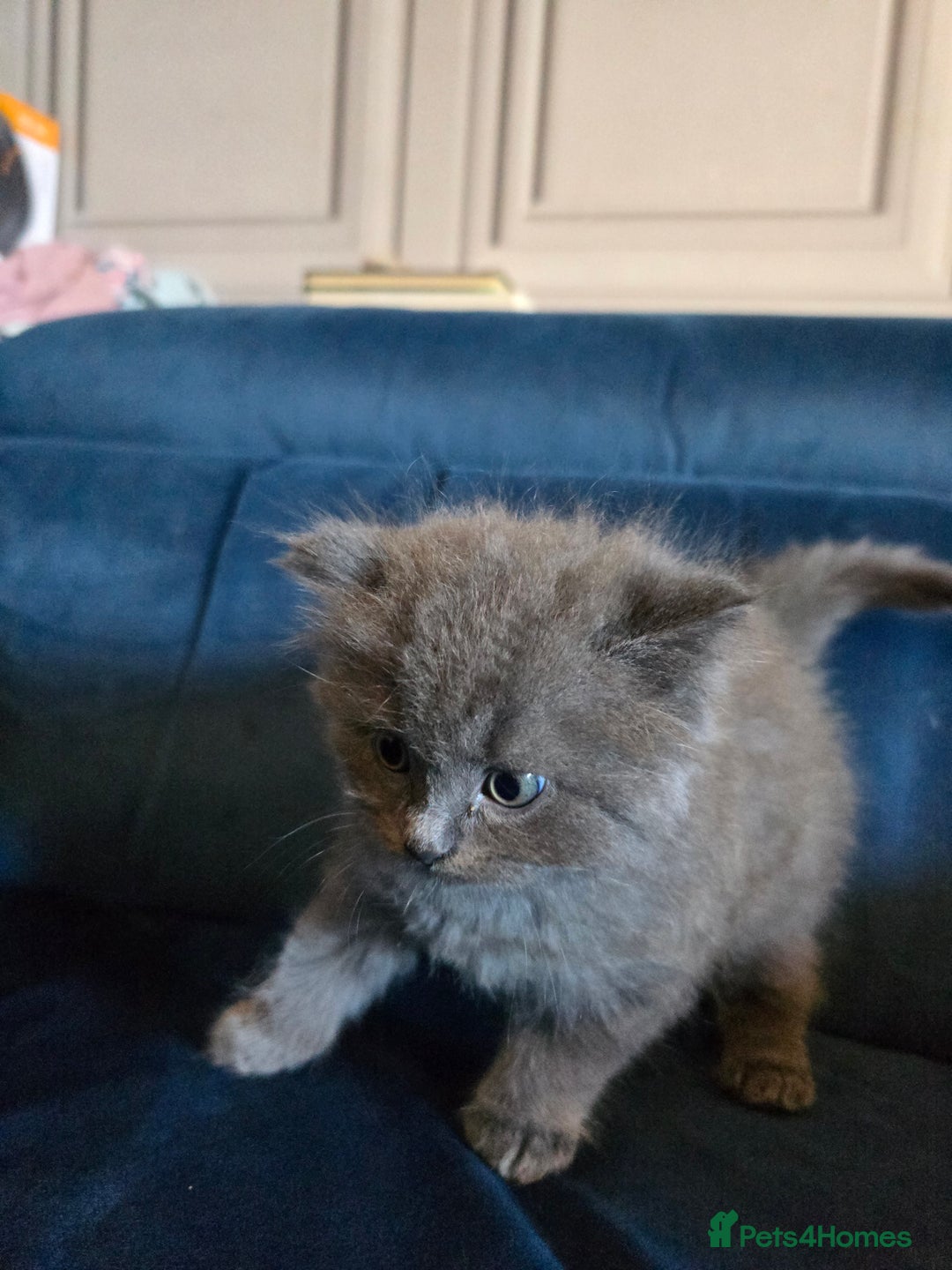 British Shorthair cats for sale: Gorgeous half British short-hair kittens - Image 12