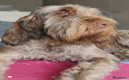Italian Spinone dogs for sale: Brown Roan Italian spinone Puppy  - Advert 3
