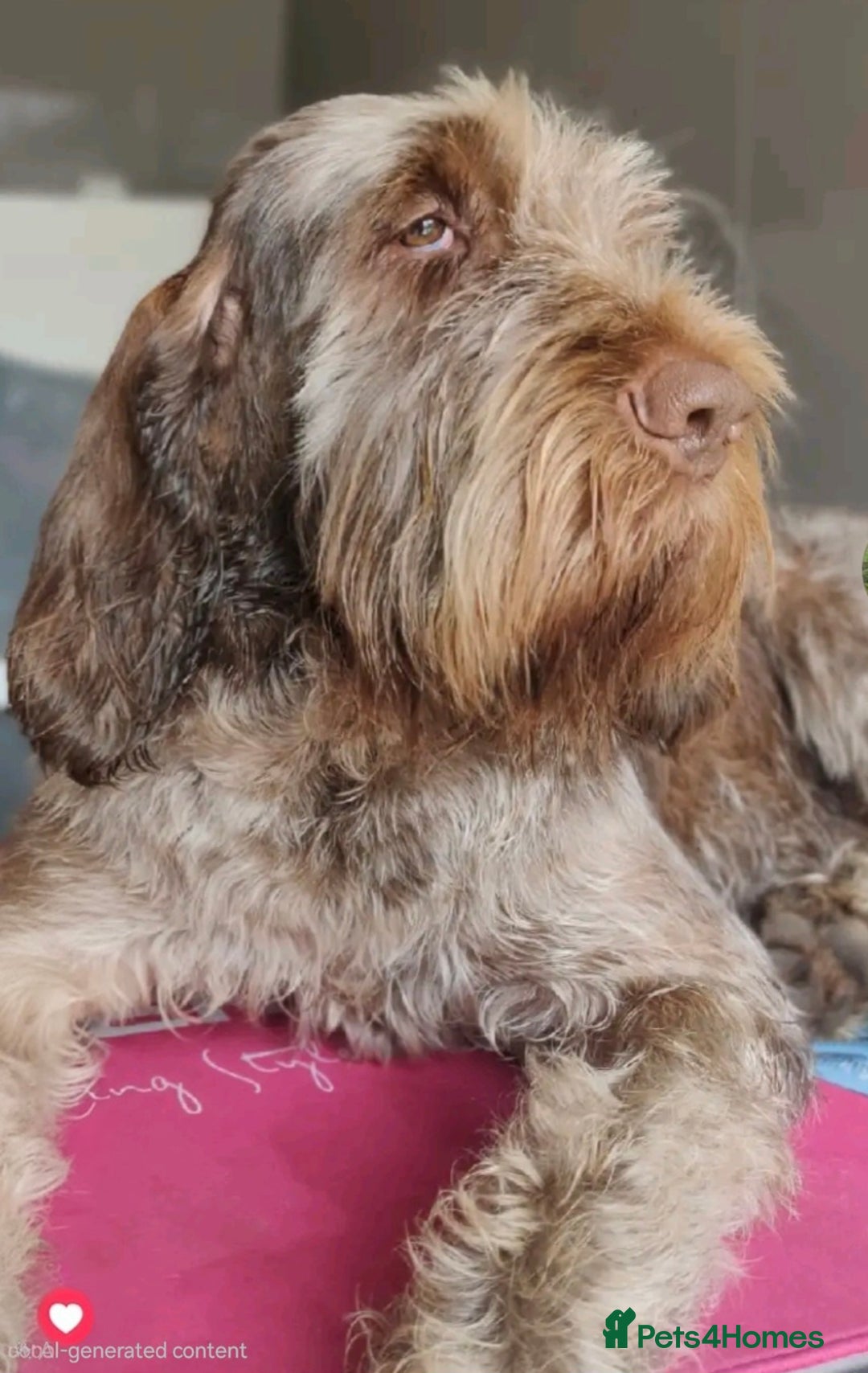 Italian Spinone dogs for sale: Brown Roan Italian spinone Puppy  - Advert 3