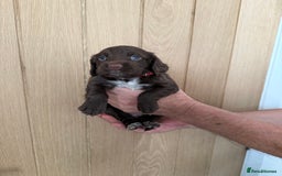 Cocker Spaniel dogs for sale: Cocker spaniel puppy’s  - Image 7