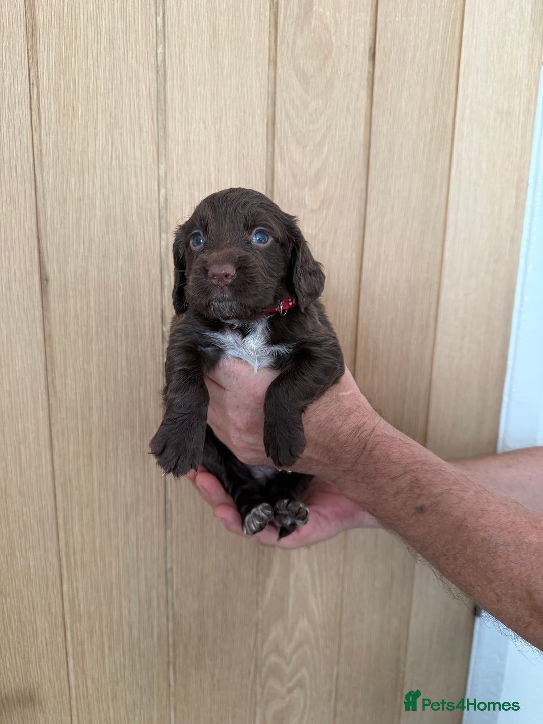 Cocker Spaniel dogs for sale: Cocker spaniel puppy’s  - Image 7