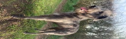 Bedlington Terrier dogs for stud: CT clear Bedlington x Whippet Lurcher for Stud in Scarborough - Advert 4