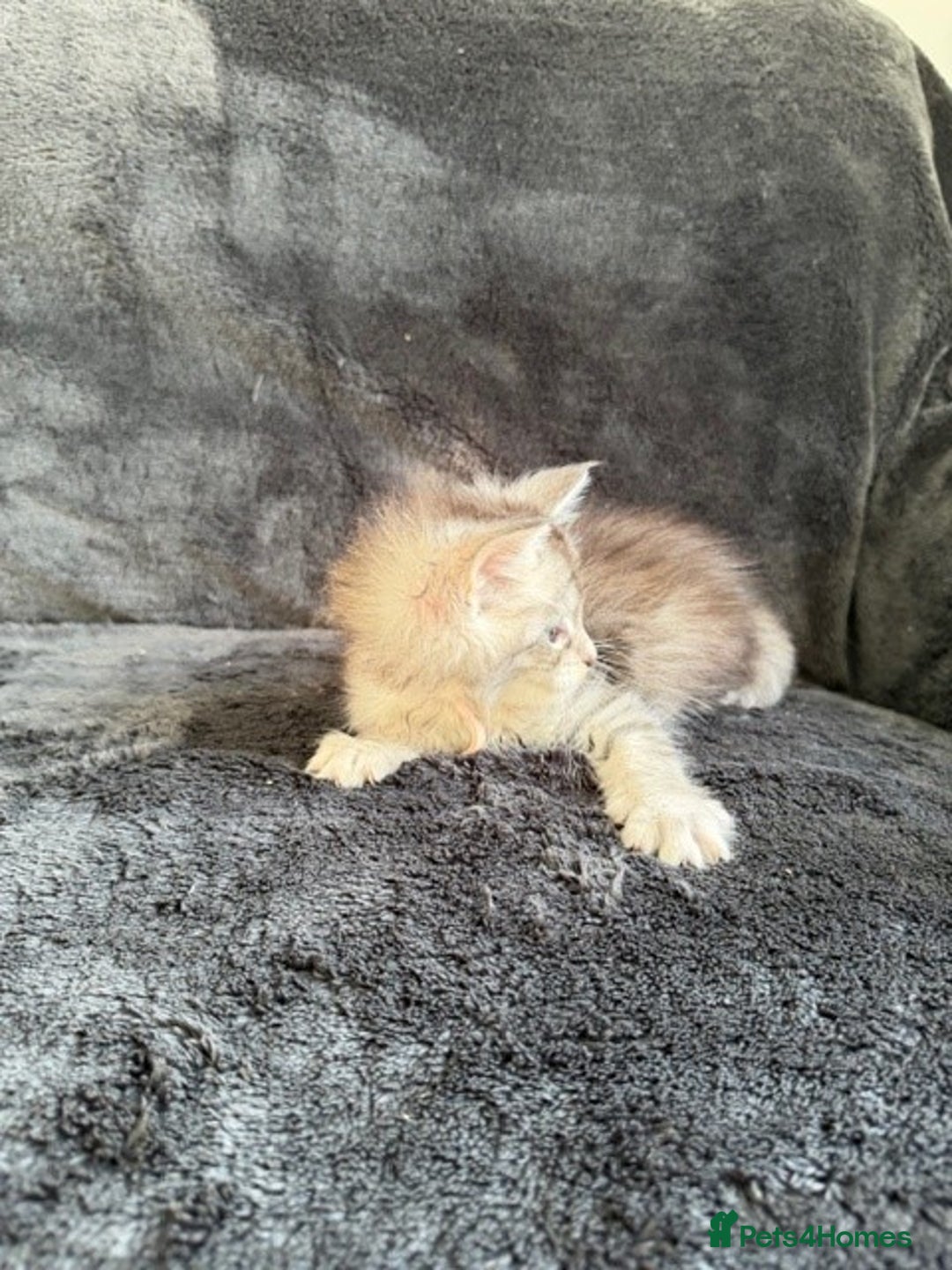 Maine Coon cats for sale: 🐾 TICA-Registered Maine Coon Kittens🐾 - Advert 10