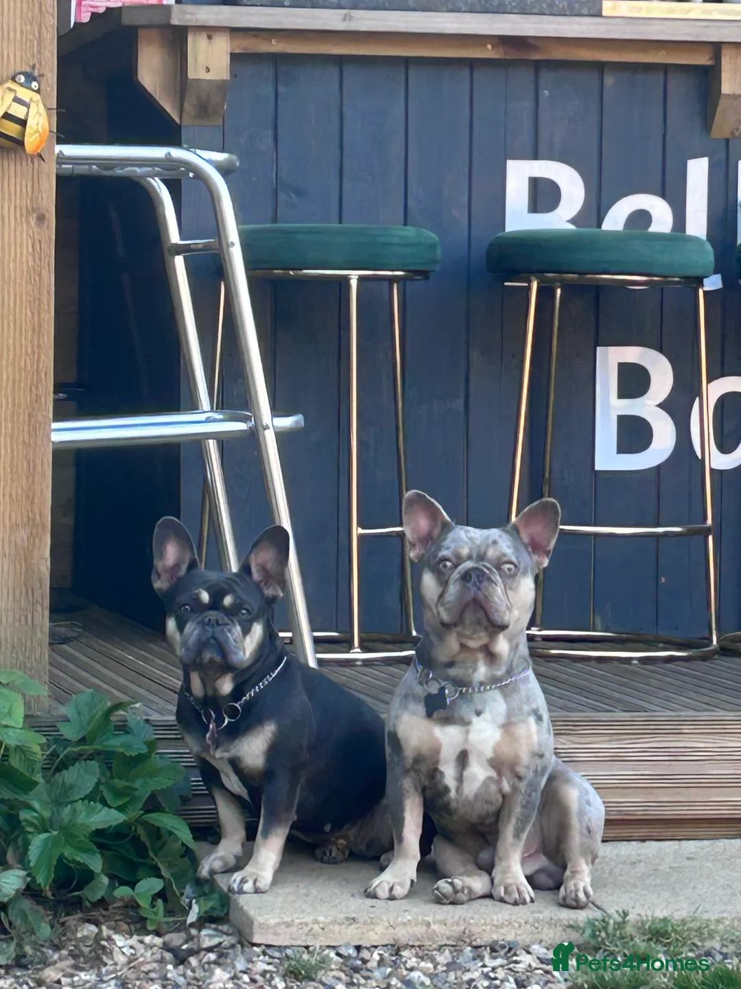 French Bulldog dogs for sale: Beautiful French bulldog pups ready to leave now - Advert 14