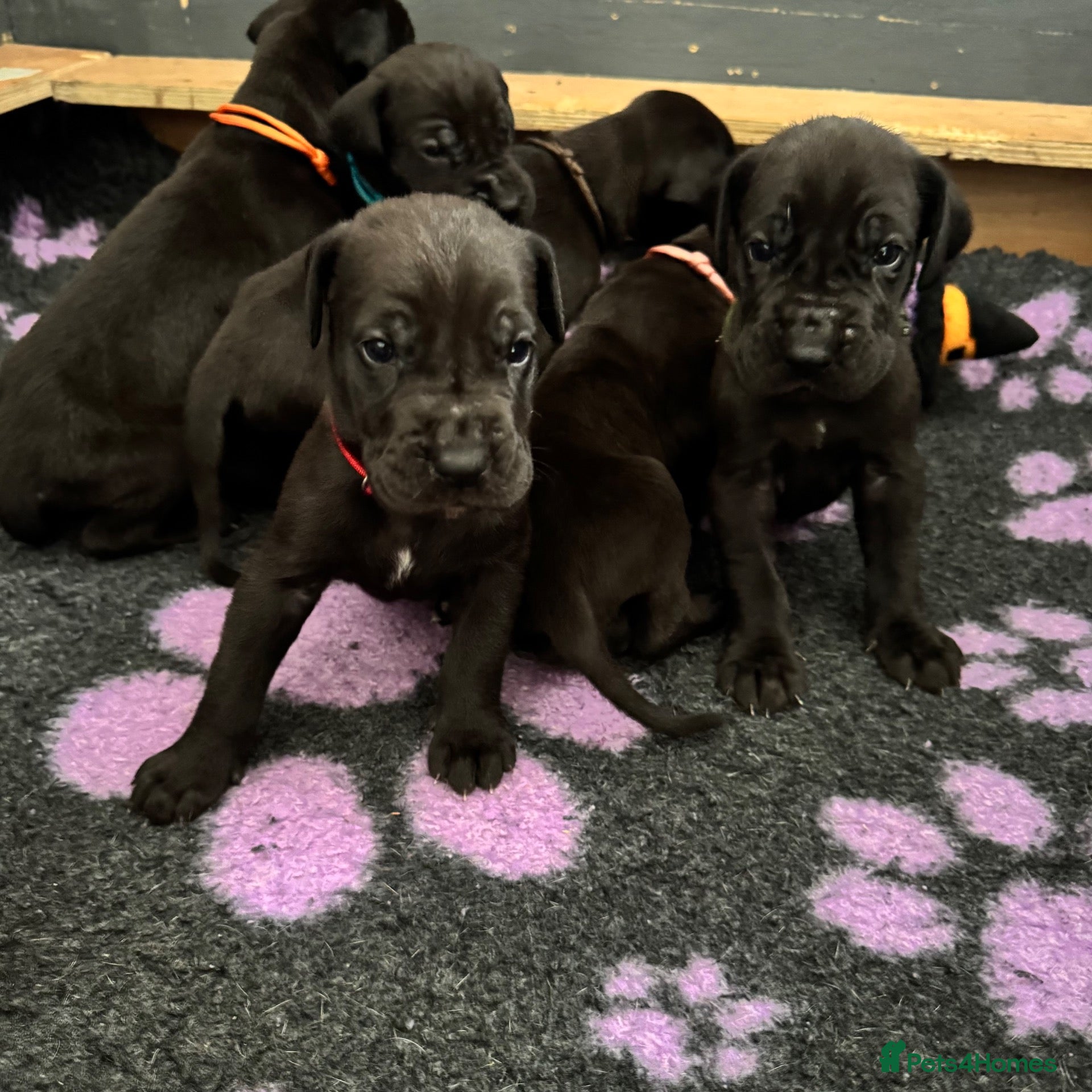 Great Dane dogs Beautiful KC Great Dane puppies  - Advert 5