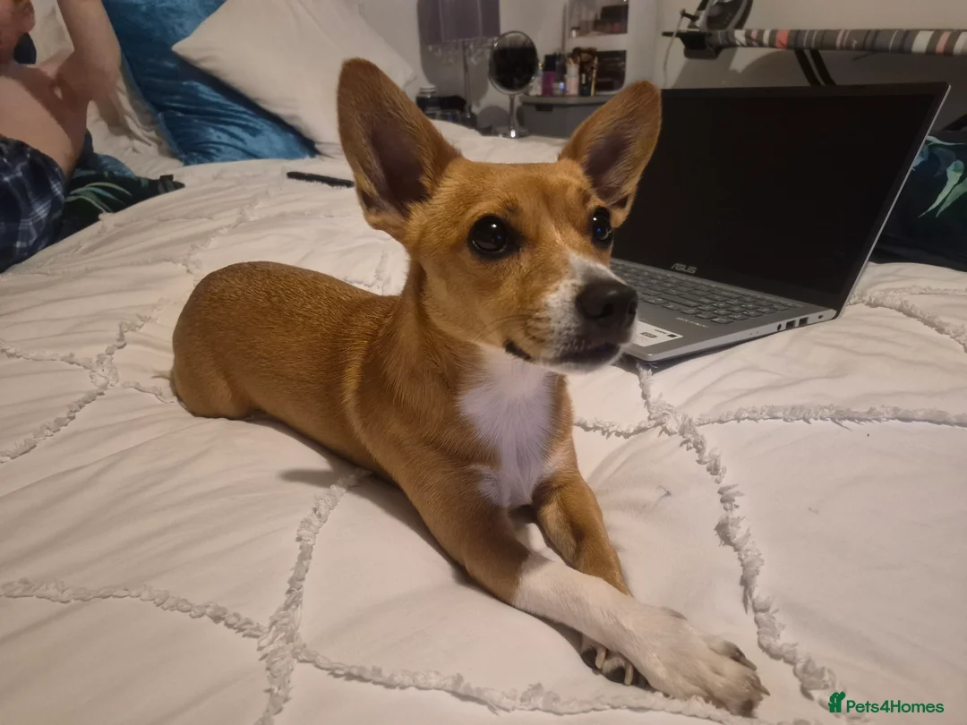 Jack Russell dogs for sale: Jack Russell  - Advert 1