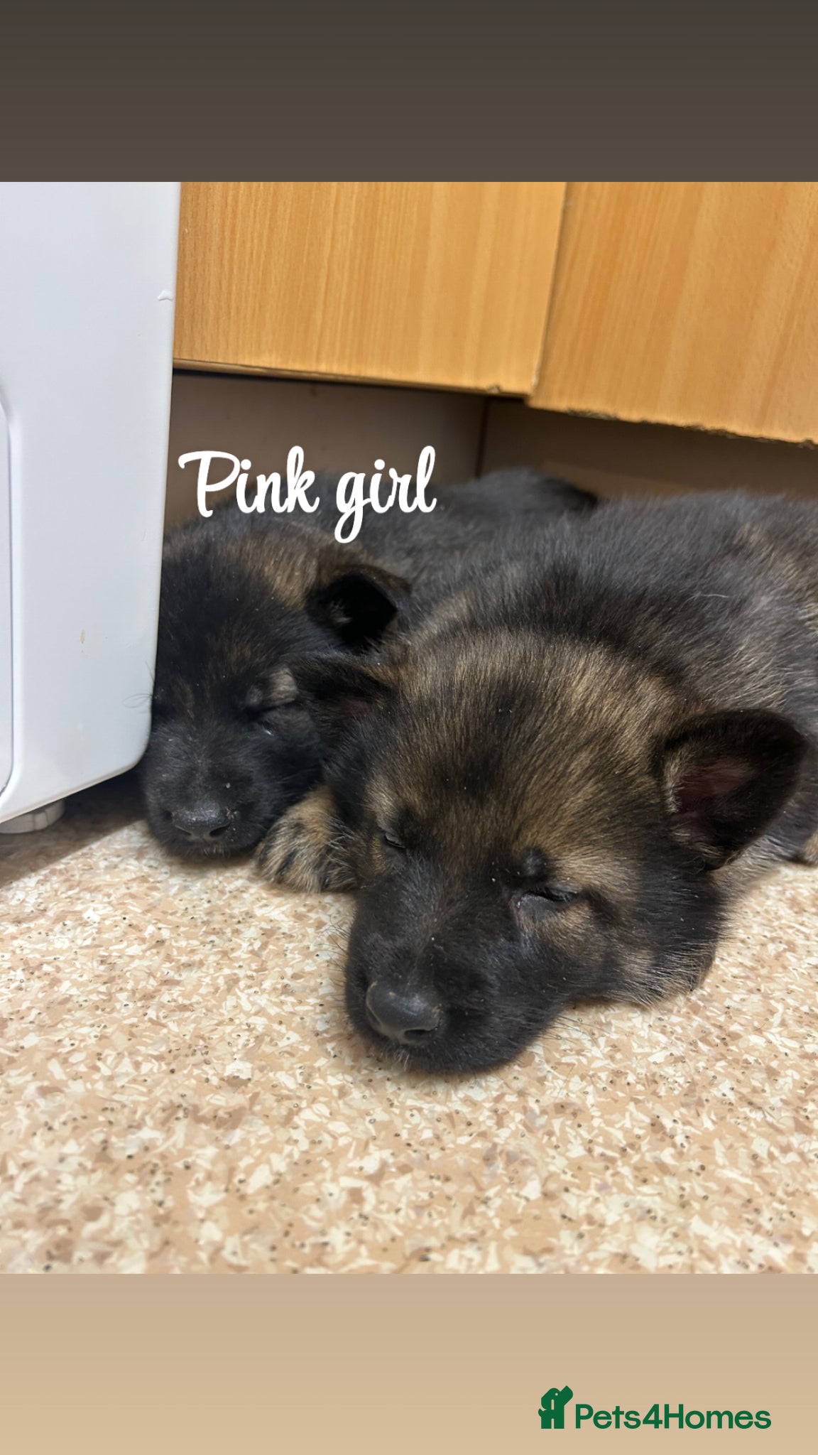 German Shepherd dogs Kc reg German shepherd puppys ONLY 2 BOYS LEFT - Advert 1