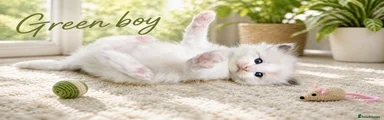 Ragdoll Kitten 2