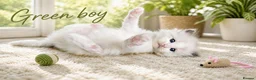 Ragdoll cats for sale: Stunning Ragdoll Kittens – Boys Only  - Advert 14