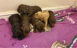 Mixed Breed dogs for sale: Cockerdor x english springer spaniel  - Image 16