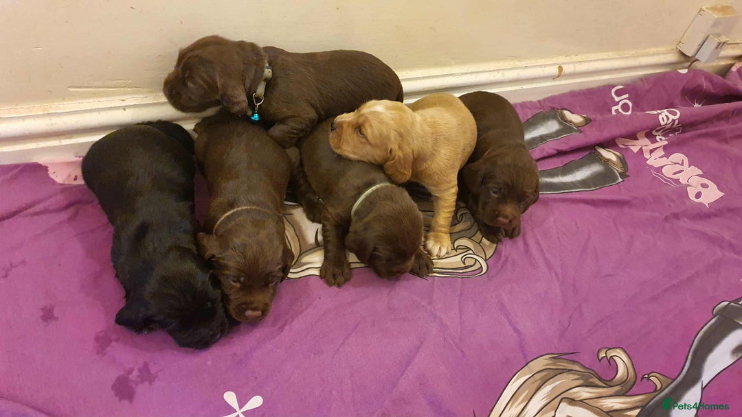 Mixed Breed dogs for sale: Cockerdor x english springer spaniel  - Image 16