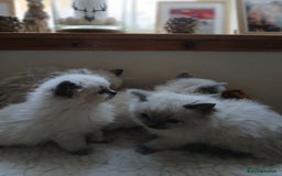 Ragdoll cats for sale: Blue point Ragdoll kittens  - Image 10