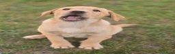 Labrador Retriever dogs for sale: Labarador bitch pup in Pulborough - Advert 2