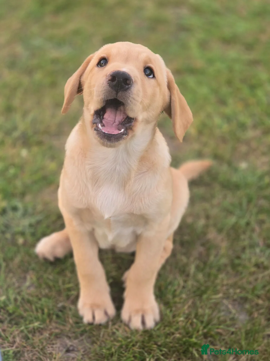Labrador Retriever dogs for sale: Labarador bitch pup in Pulborough - Advert 2