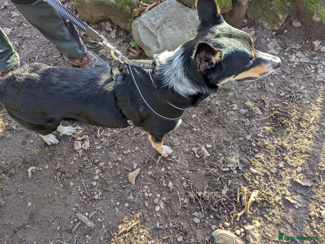 Border Collie dogs for sale: Loving 2yo Border Collie - Great with Kids - Advert 5