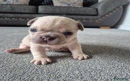 French Bulldog dogs for sale: French bulldog  - Image 1
