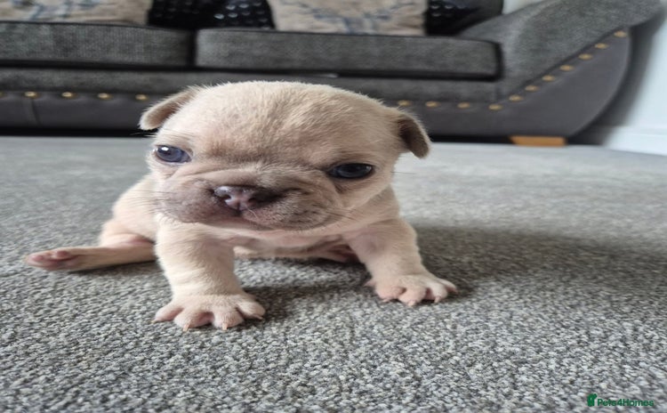 French Bulldog dogs - Advert 6