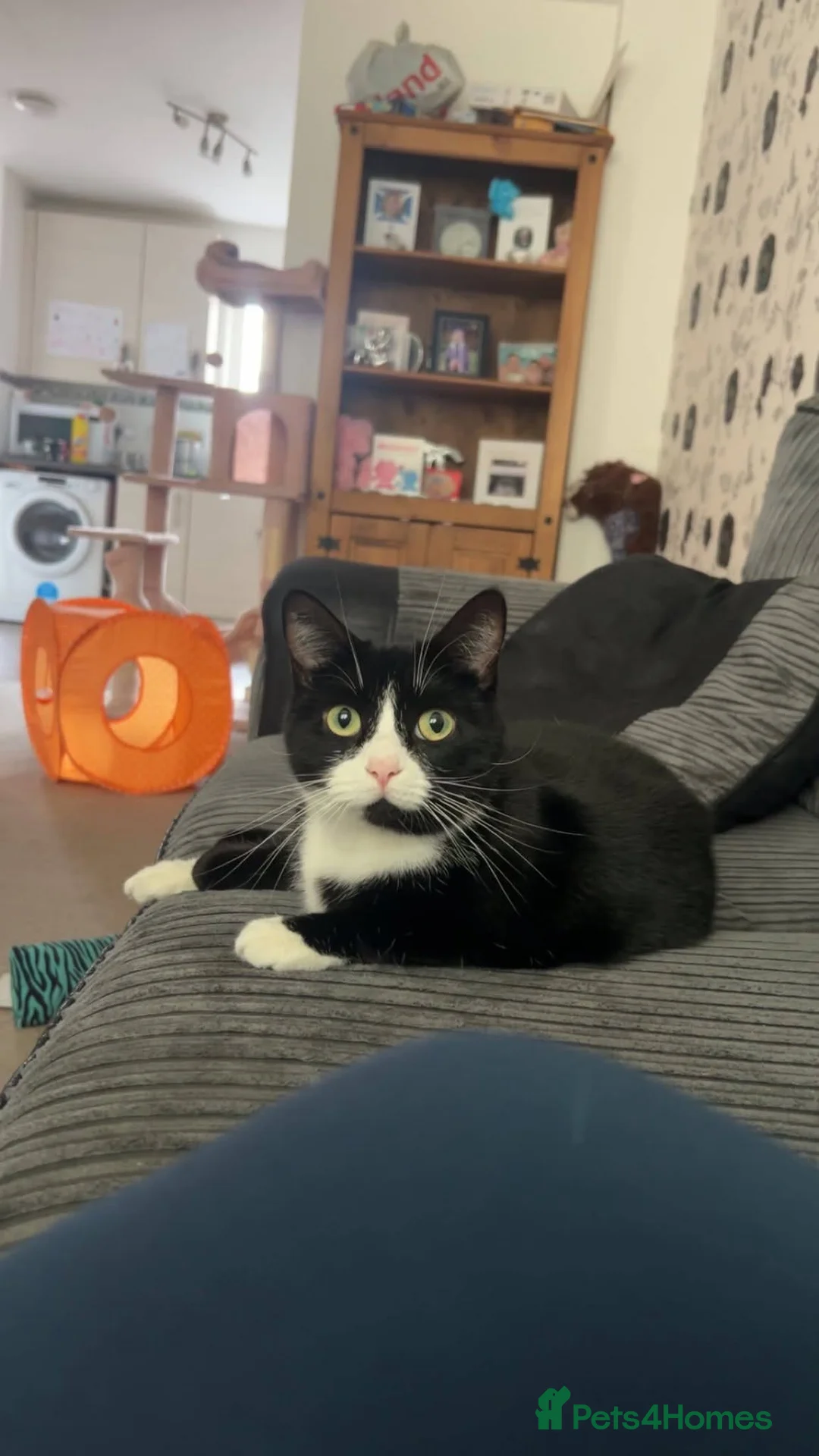 Mixed Breed cats for adoption: Trixie for adoption in Waterlooville - Advert 2