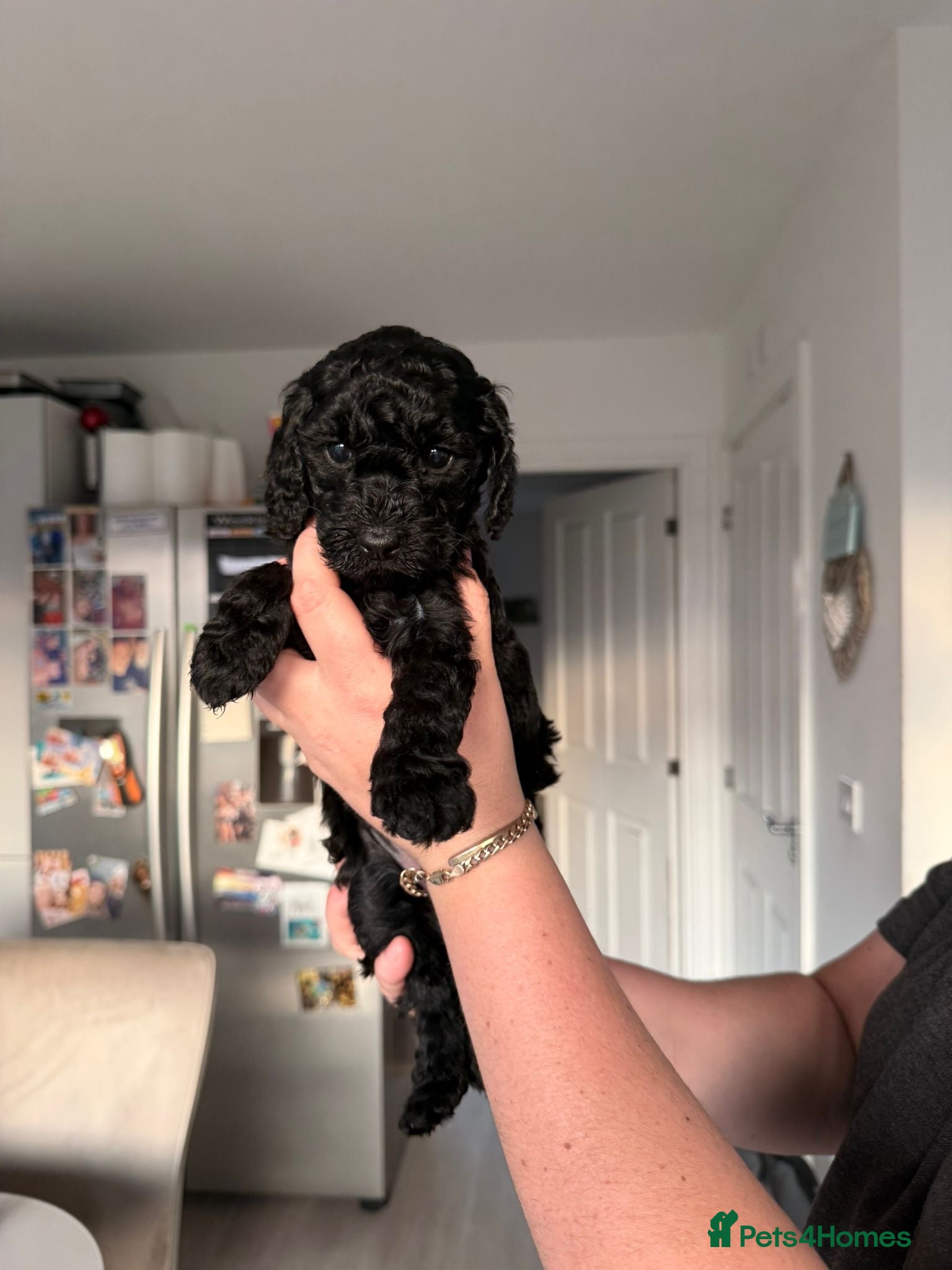 Cockapoo dogs F2b Cockapoo puppies for sale - Advert 10