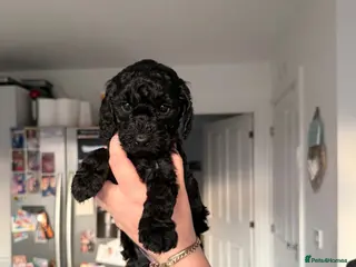 Cockapoo dogs F2b Cockapoo puppies for sale - Advert 10