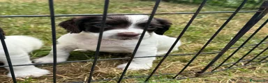 English Springer Spaniel 2