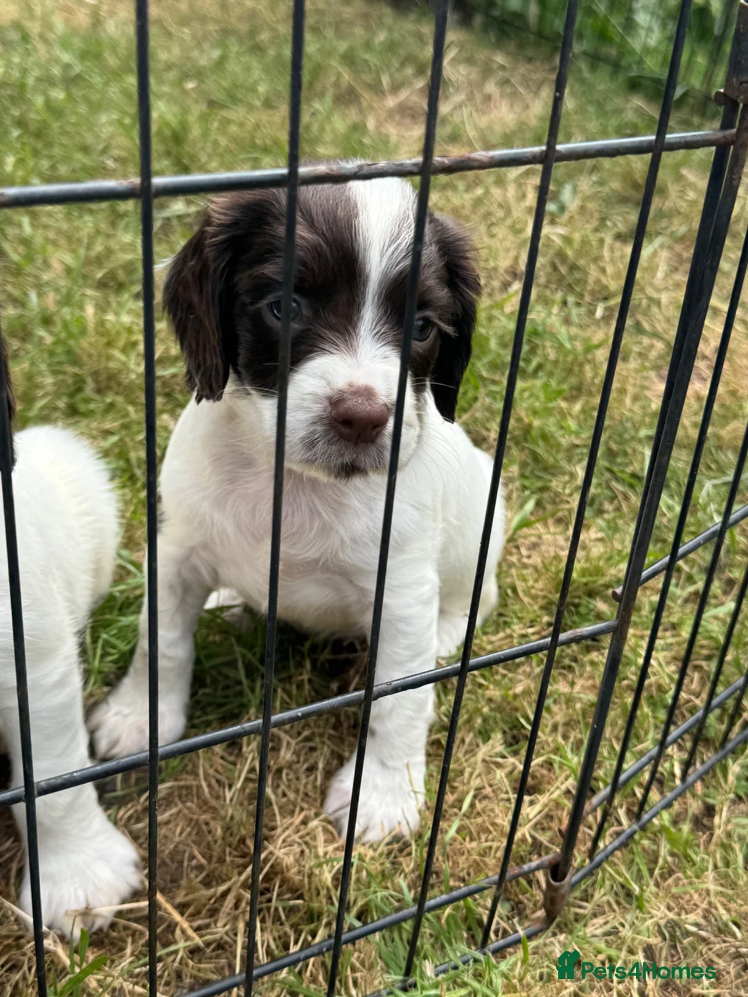 English Springer Spaniel dogs for sale: KC REG ENGLISH SPRINGER SPANIELS - Advert 11