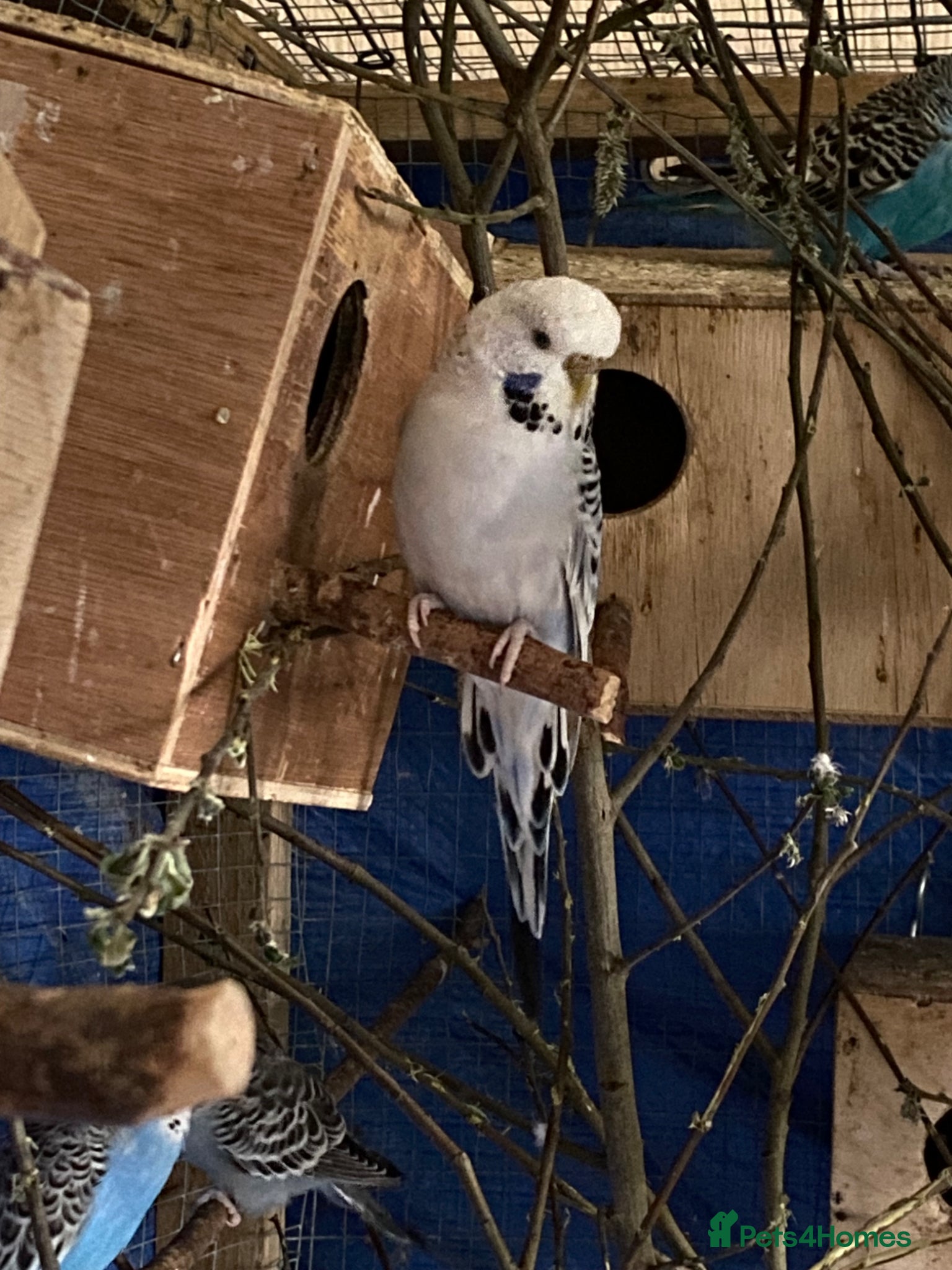 Budgerigars birds 8 female budgies  - Advert 17