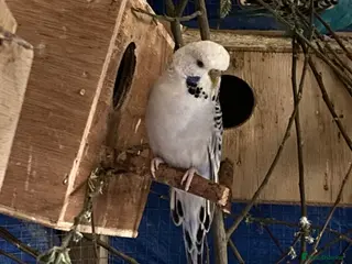 Budgerigars birds 8 female budgies - Advert 17