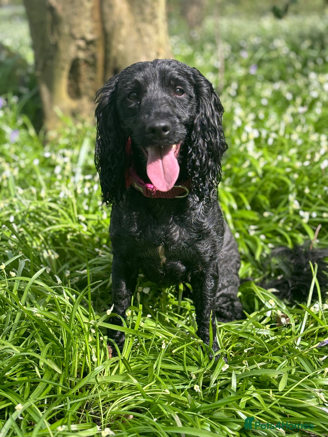 Sproodle dogs for sale: 10 FB2 sproodles puppies  - Image 1