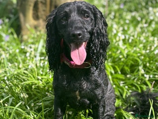 Sproodle dogs - Advert 36