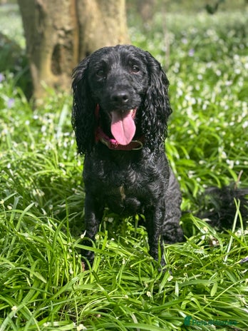 Sproodle dogs - Advert 2