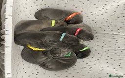 Cane Corso dogs for sale: CANE CORSO TOP QUALITY STRAJANO BLOODLINE FERMINTO - Advert 25