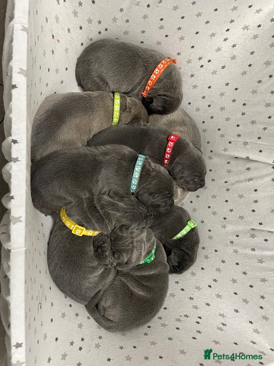 Cane Corso dogs for sale: CANE CORSO TOP QUALITY STRAJANO BLOODLINE FERMINTO - Advert 25
