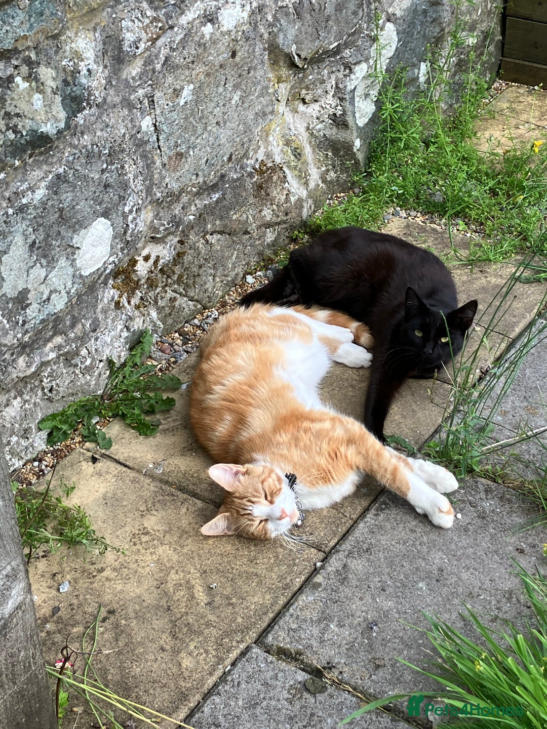 Mixed Breed cats for sale: Maine Coon Cross - Advert 2