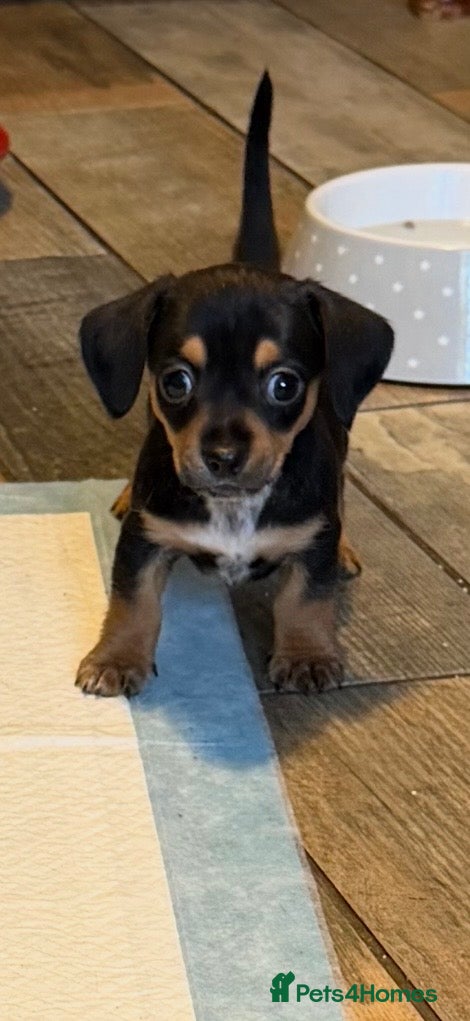 Chiweenie dogs Chiweenie pups for sale  - Advert 2