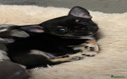 Mixed Breed dogs for sale: Chihuahua with a bit of French Bulldog puppies - Advert 24