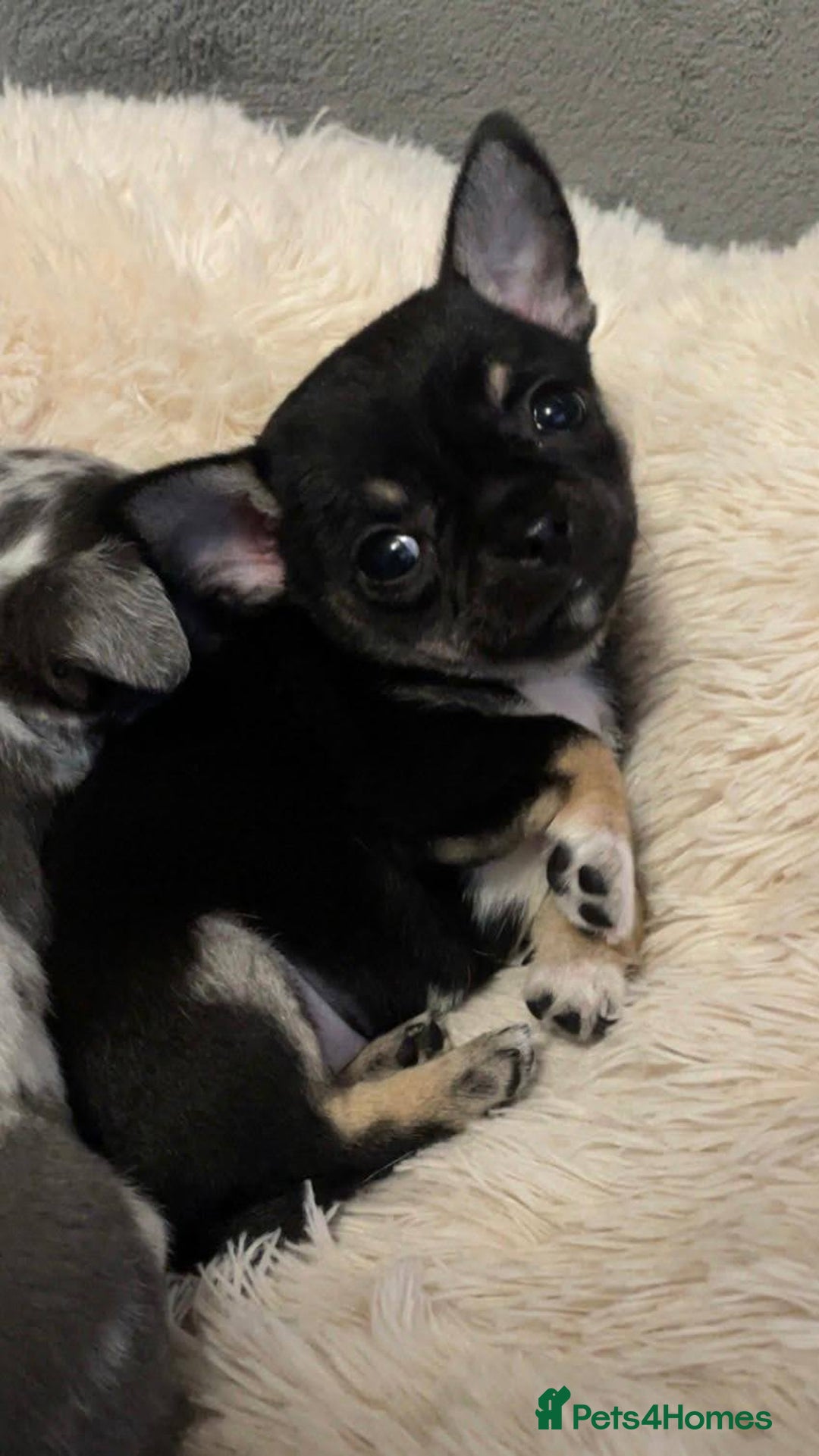 Mixed Breed dogs for sale: Chihuahua with a bit of French Bulldog puppies - Advert 24