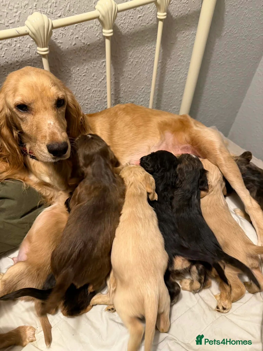 Cocker Spaniel dogs for sale:  700 pounds 2Boys left forever homes 12 weeks old - Advert 8