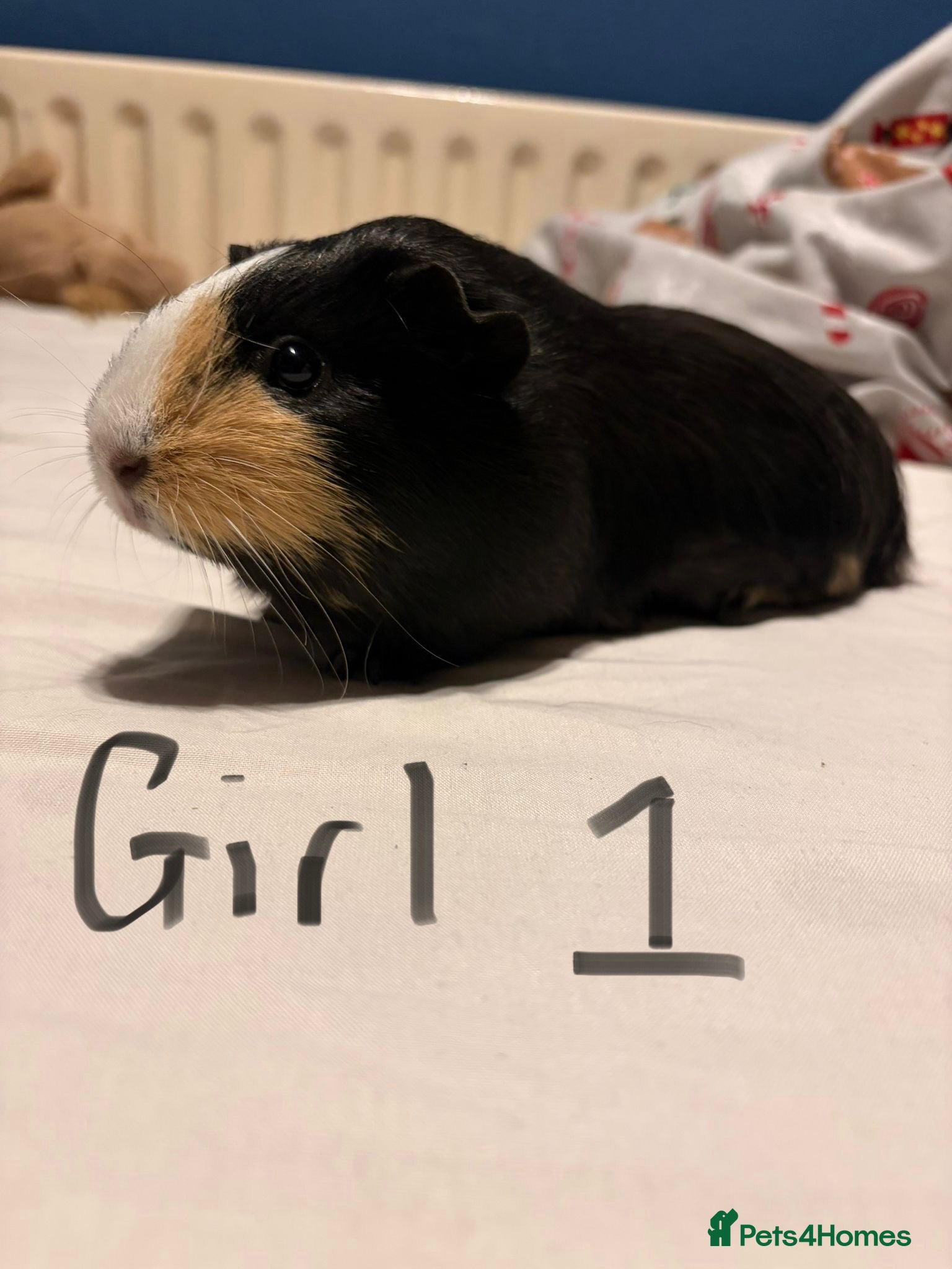 Guinea Pig rodents Guinea Pigs for sale - Advert 1