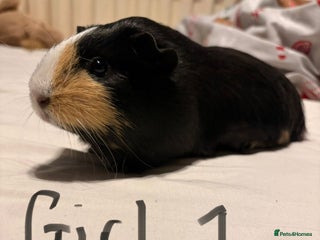 Guinea Pig rodents Guinea Pigs for sale - Advert 3